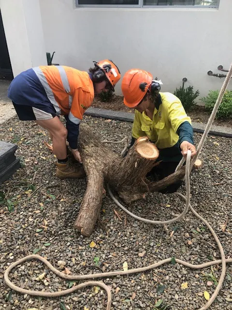 Tree Removal